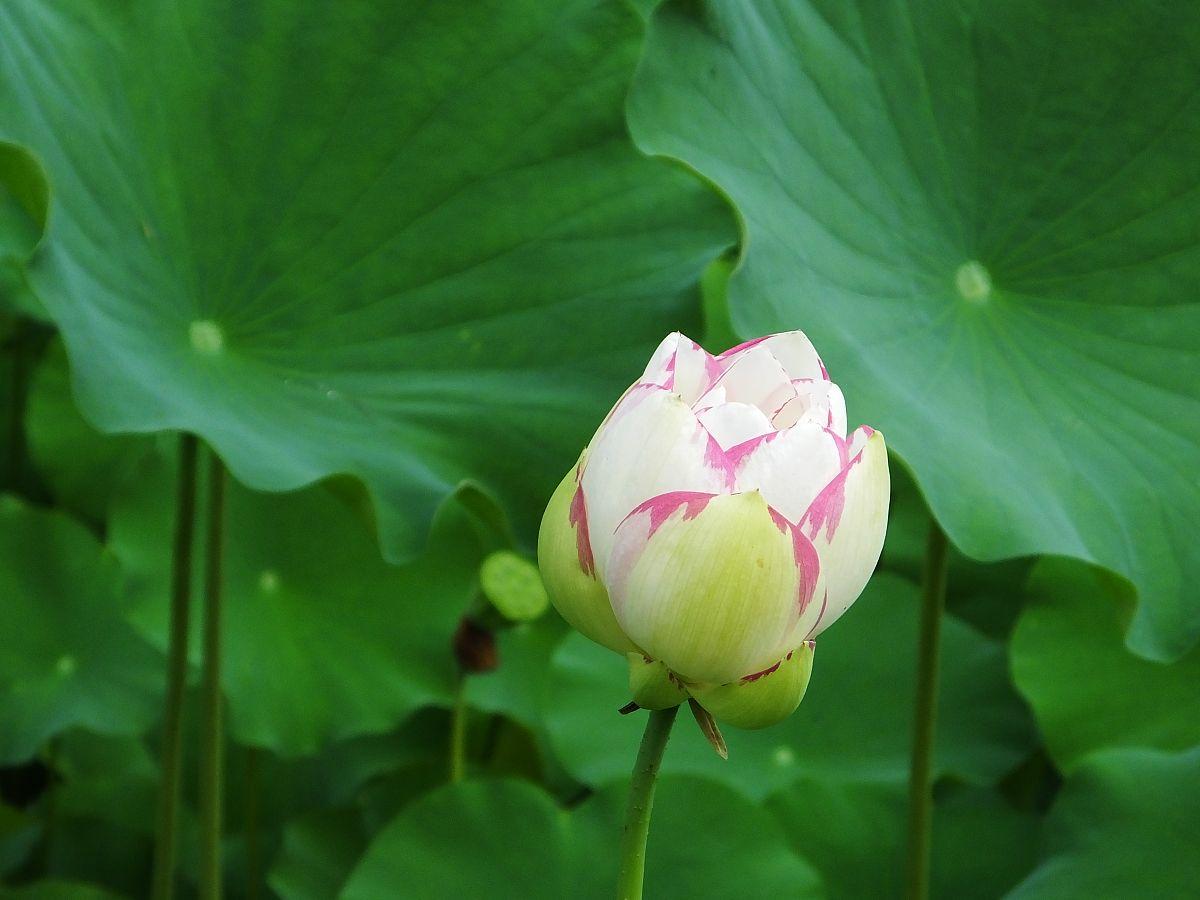 最美夏至诗让你清凉一夏,十首夏至诗词送你清凉一夏