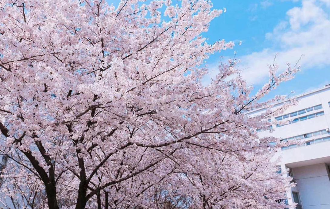 2022年上海的大学排名,2023上海最好大学排名一览表