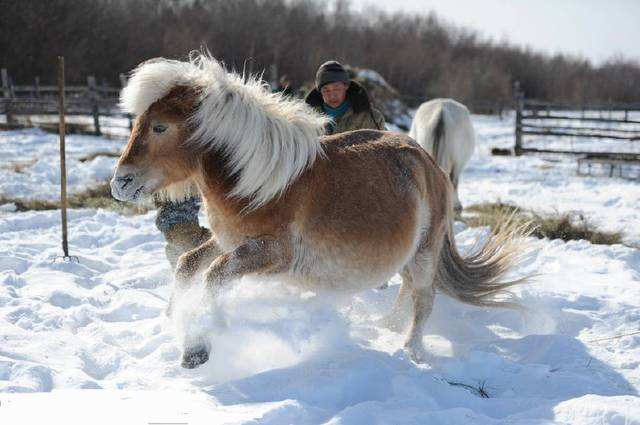 零下71度全世界最冷的地方游牧,在俄罗斯最冷的地方达到零下71度