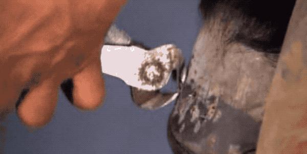 马为什么要钉马蹄铁,给马钉马蹄铁的视频