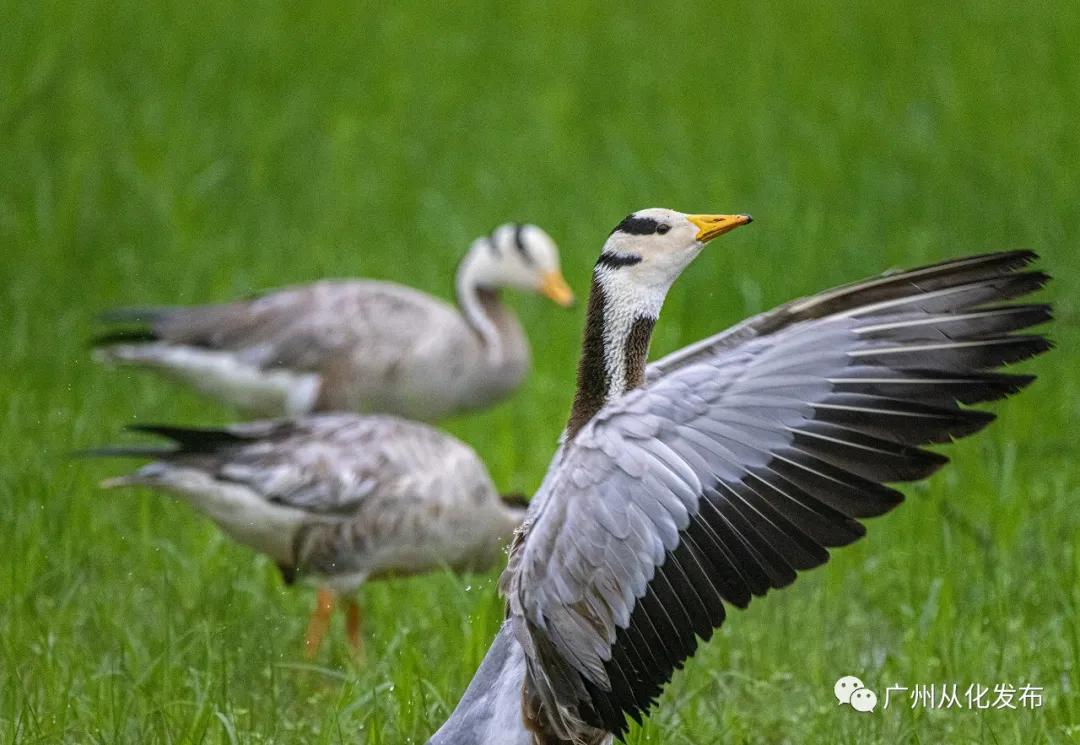 从化区宜居环境,广州市从化区绿色家园