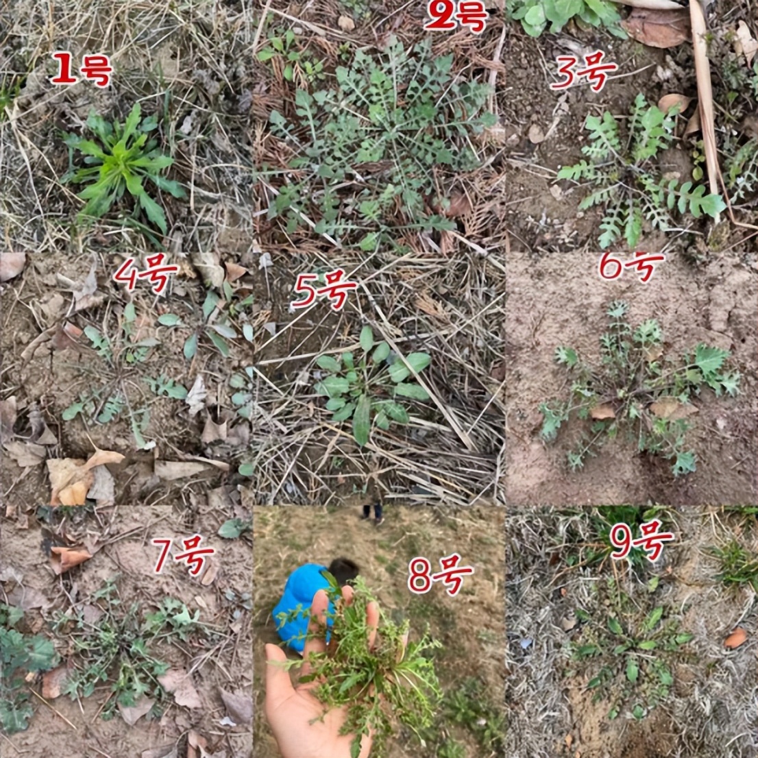 华人美国挖野菜，吃罚单？在纽约是这样挖蕨菜、韭菜、荠菜的