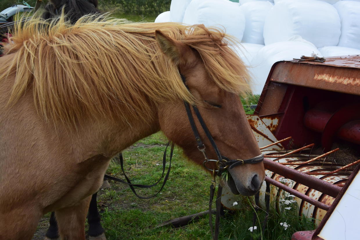 血统最纯正的冰岛马,最纯正的冰岛马