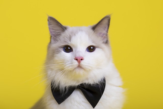 100个笑得肚子疼的笑话故事,100个笑到肚子疼的笑话视频