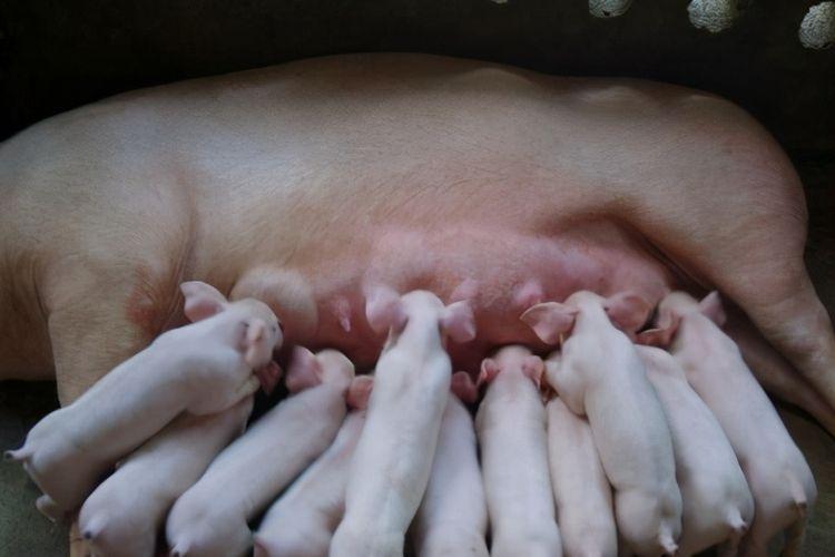 如何养好母猪四种方法,养好母猪技术大全