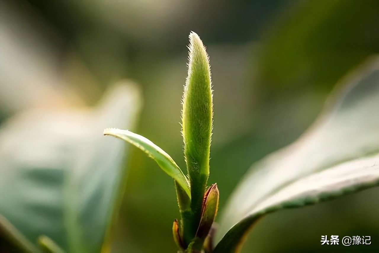 信阳毛尖小浑淡和大清浓谁正宗,信阳毛尖为什么叫小浑蛋