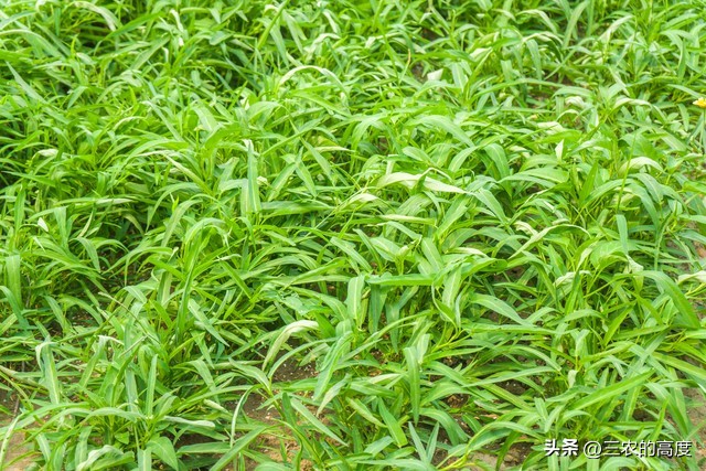 春季蔬菜种植技术讲解,春季种植蔬菜条件和方法