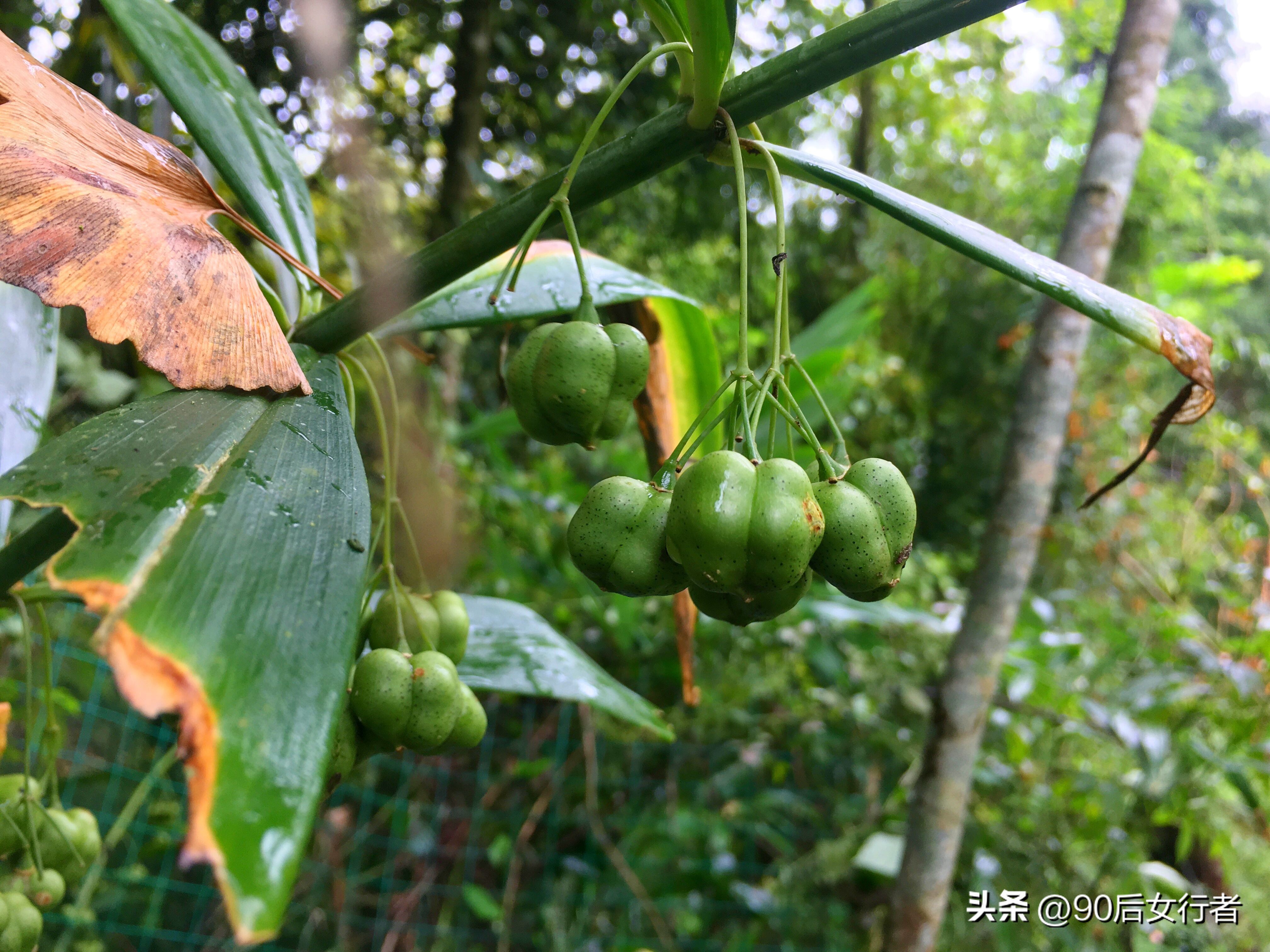 走进山间的小路感受大自然,成都深山老林旅游最好去处