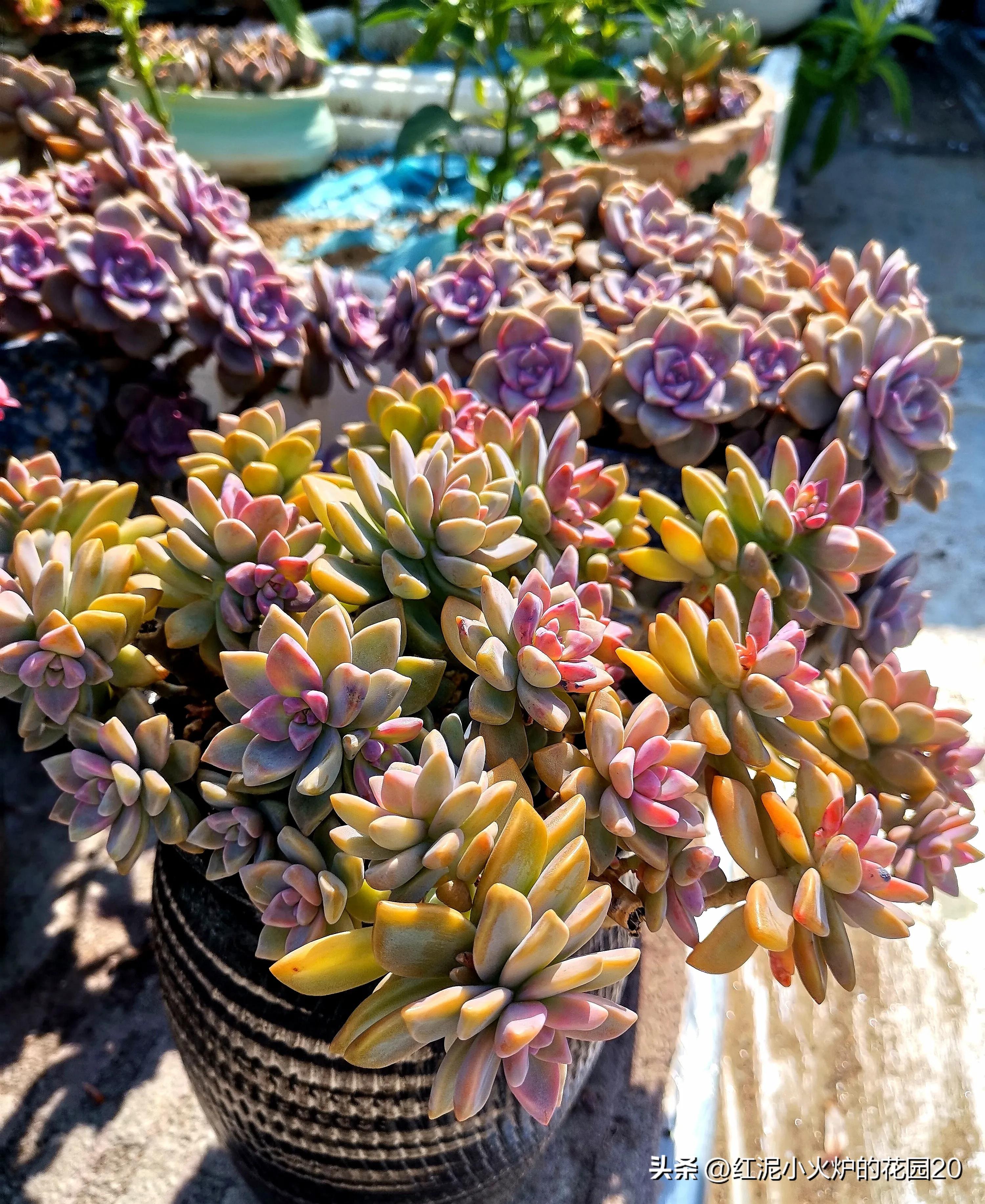 说说你生活中踩过的坑,那些年我踩过的坑原视频