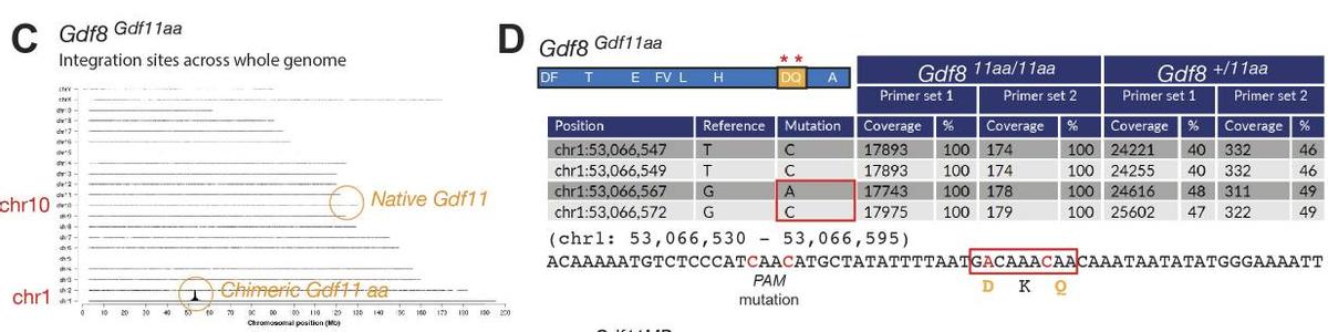 探究GDF11和GDF8氨基酸替代对骨骼发育相关信号通路的实用性研究