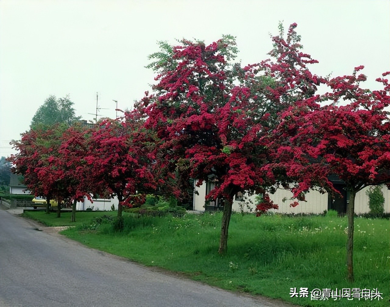 种树发财的人,种树能致富