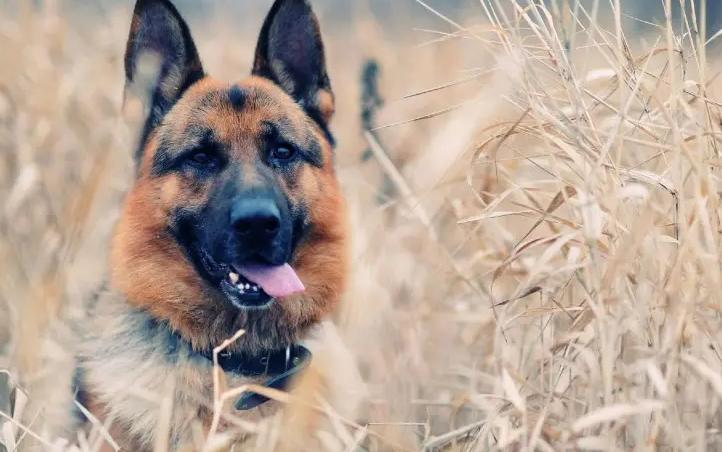 东德牧羊犬和平背德牧有什么区别,东德牧羊犬和西德区别