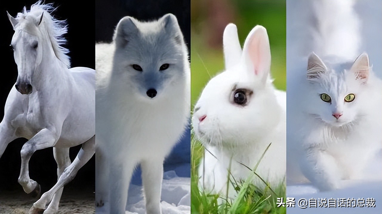 超级血液代表着什么,超级血液是啥