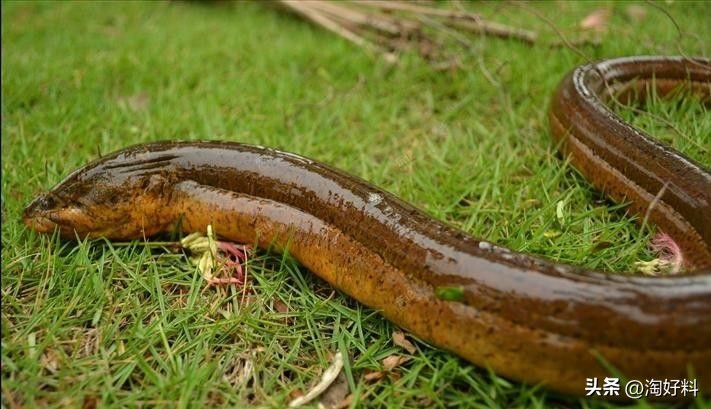 合作养殖鸡骗局,合作养殖鸡苗有上当受骗的吗