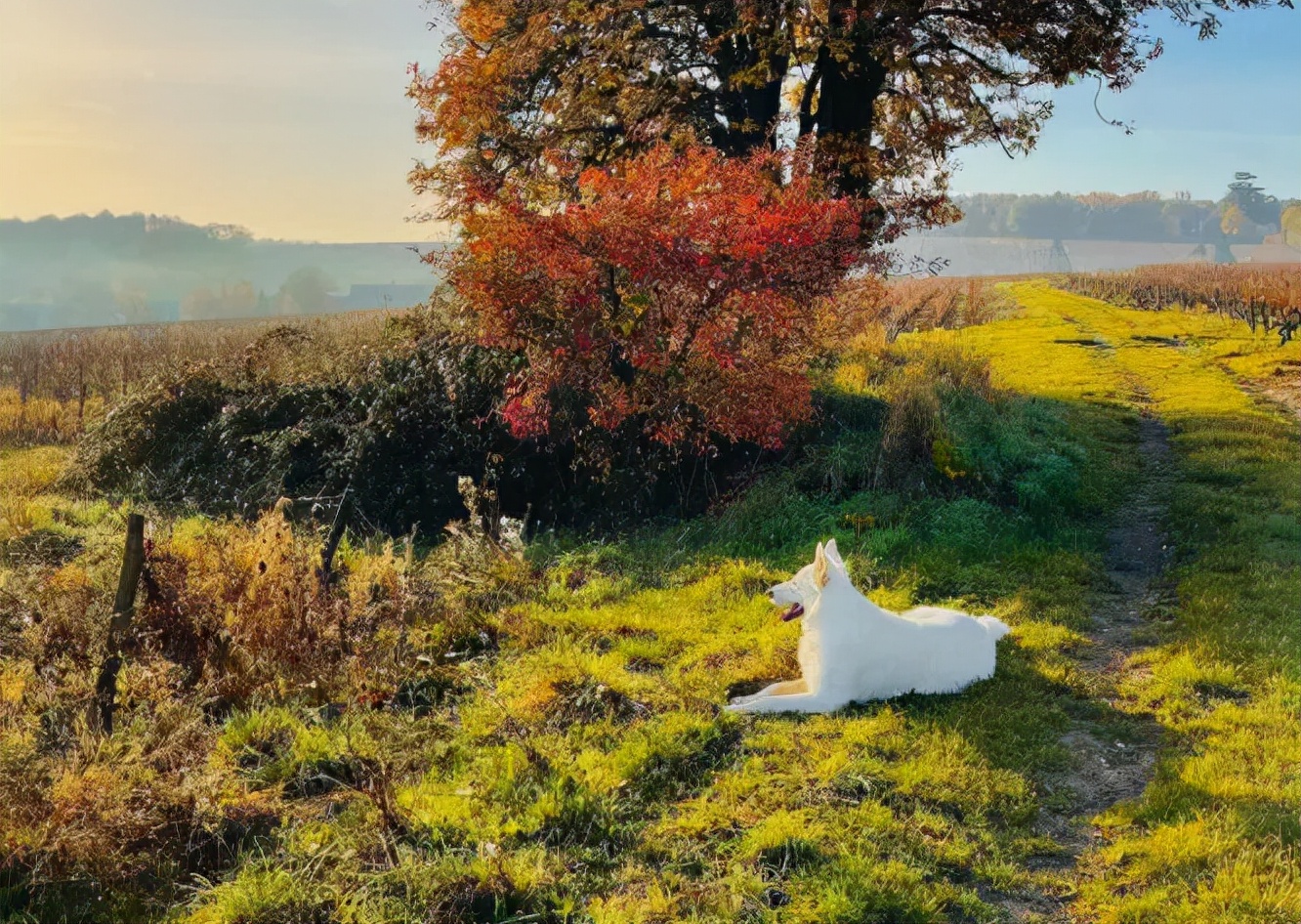 养宠知识狗狗经常流泪是什么信号,狗狗为什么有点打喷嚏呢