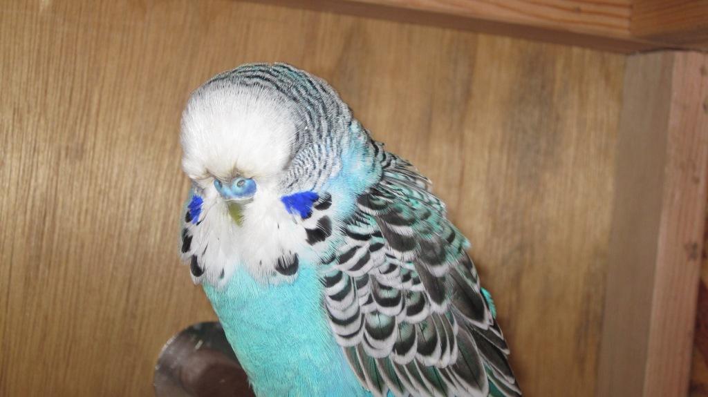 虎皮鹦鹉怎么判断年龄有多大,黄化虎皮鹦鹉年龄对照表图