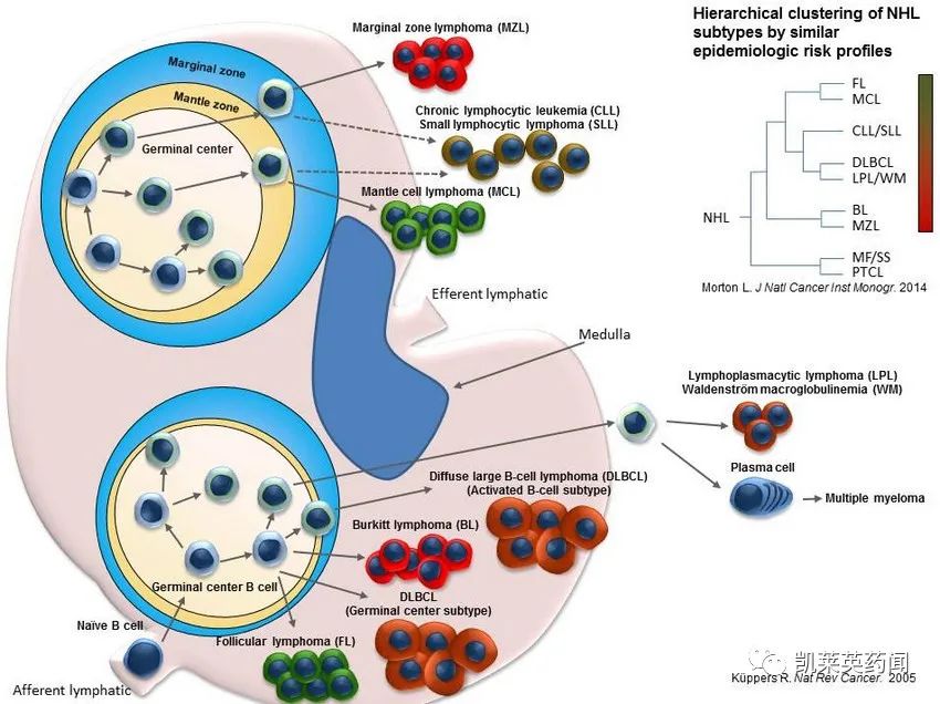 阿斯利康收购TeneoTwo及T细胞衔接器TNB-486，加强血液肿瘤管道