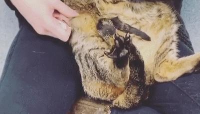 猫咪身上有个神奇的开关,猫咪身上的神秘开关