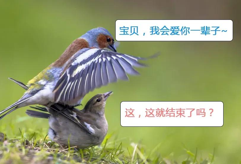 动物交,配时间表,最短0.3秒,最长的竟然是……