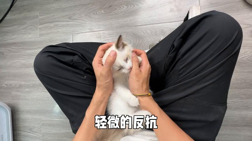 猫咪9个月还能训练抚摸吗,猫咪脱敏社会化训练