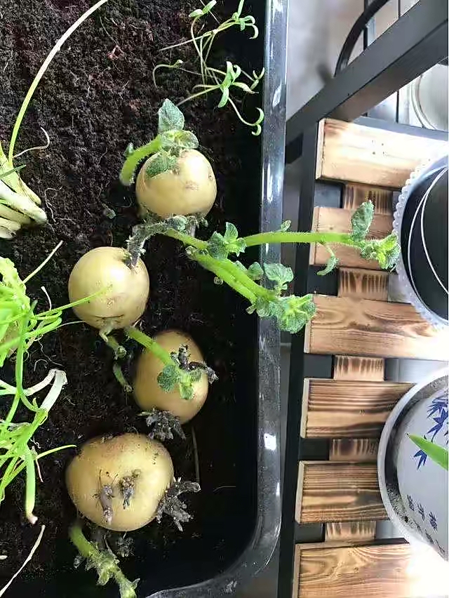 阳台夏天种这六种菜,阳台种花种菜需要几个小时的光照