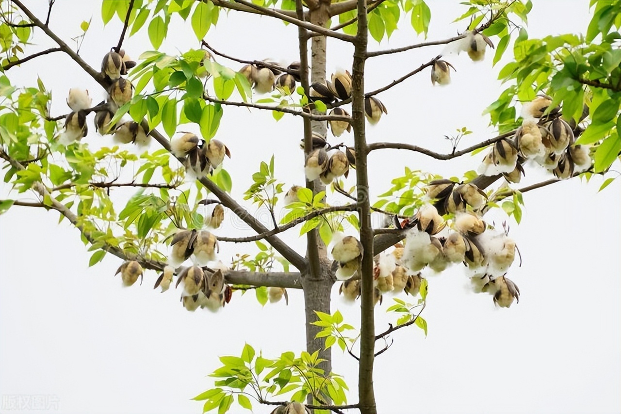 舒婷爱情观正确是什么样子,舒婷最美的爱情宣言