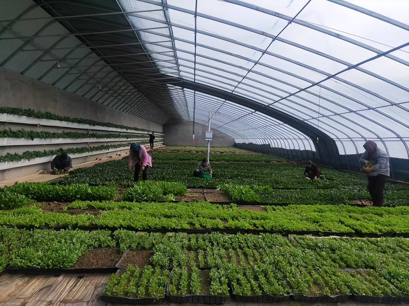 小伙养鹅养鸡上千只大鹅全卖了,养鹅被大雁带走2000只