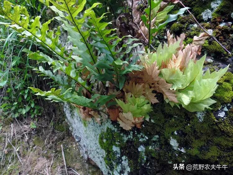 骨碎补的种类图,骨碎补最早记载