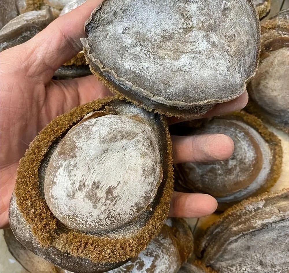 原来这才是收藏*党**的终极追求,干鲍鱼收藏你见过吗?