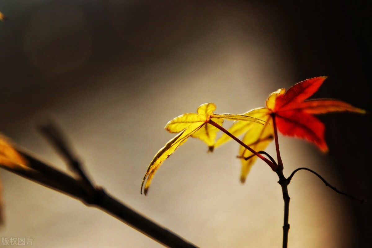 解读《苏东坡传》7、小舟从此逝，江海寄余生