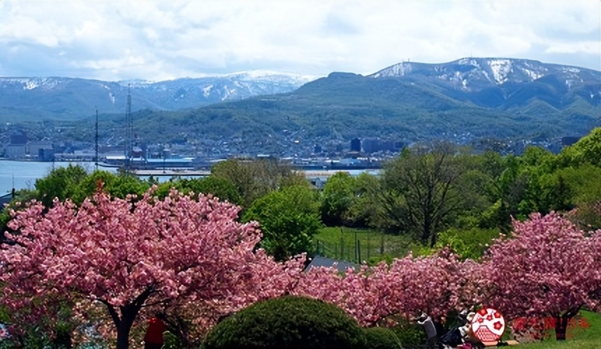北海道的薰衣草花海在哪里,日本北海道薰衣草花海图片