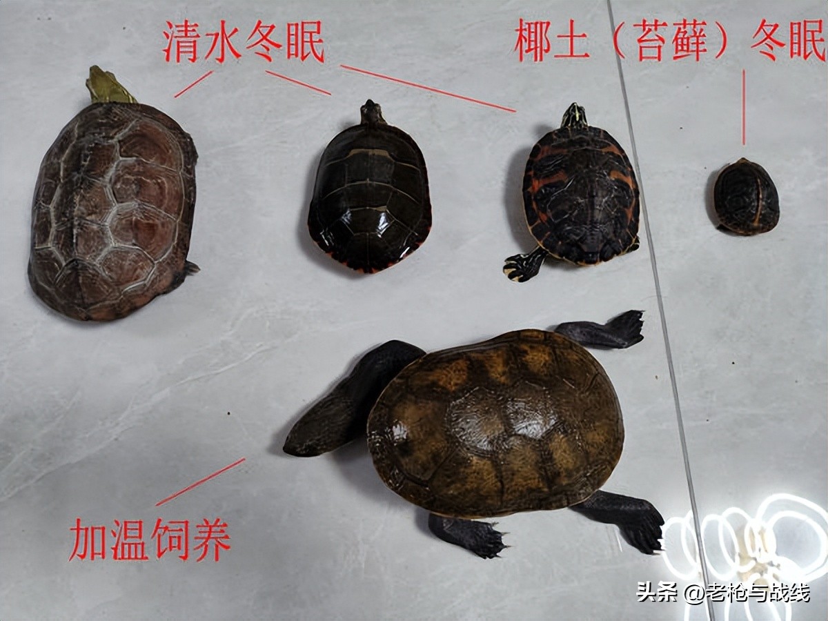 成都地区宠物龟过冬的一点心得,成都小龟怎么过冬