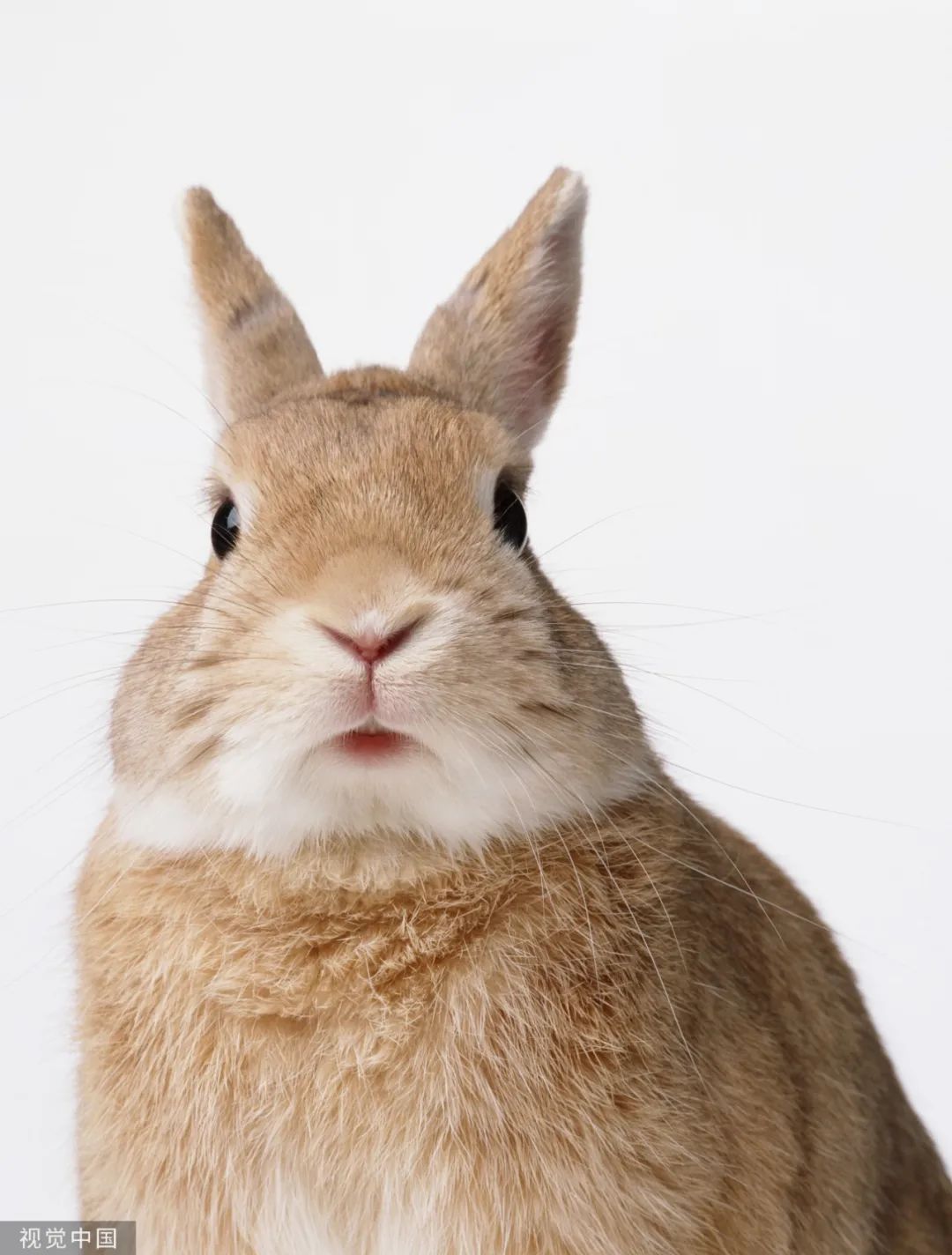 原来,你是这样的兔兔!