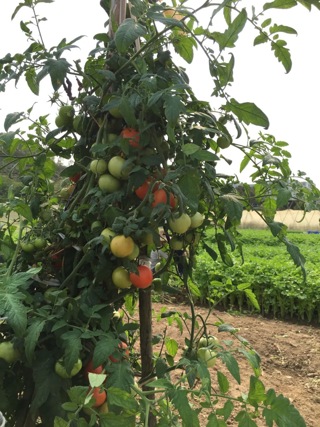 旭光车行雅迪电动车,旭光单车