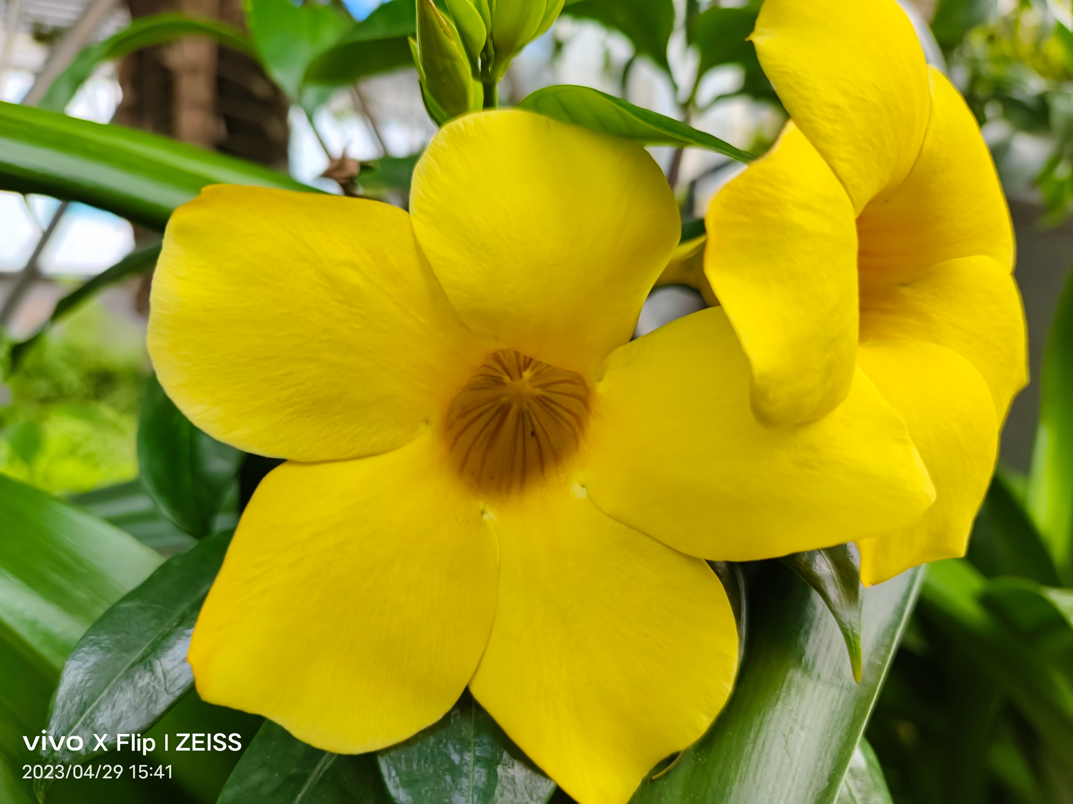 vivoxflip折叠屏手机哪个颜色好看,vivoxflip折叠屏手机怎么样