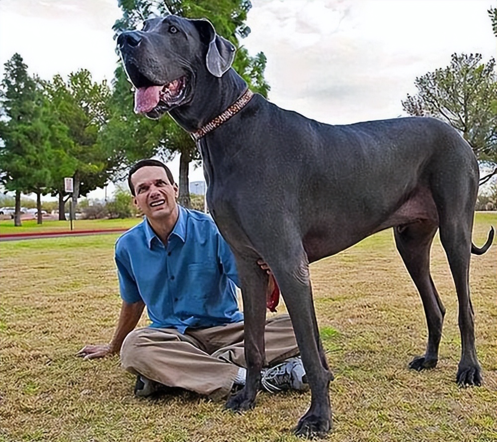 这些狗早就禁养了，你们却一无所知，个个都是“大冤种”