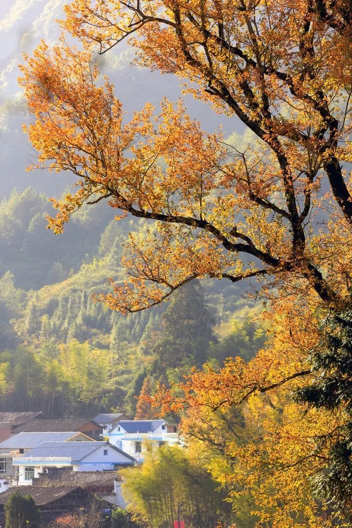 婺源美景之篁岭,婺源篁岭世外桃源