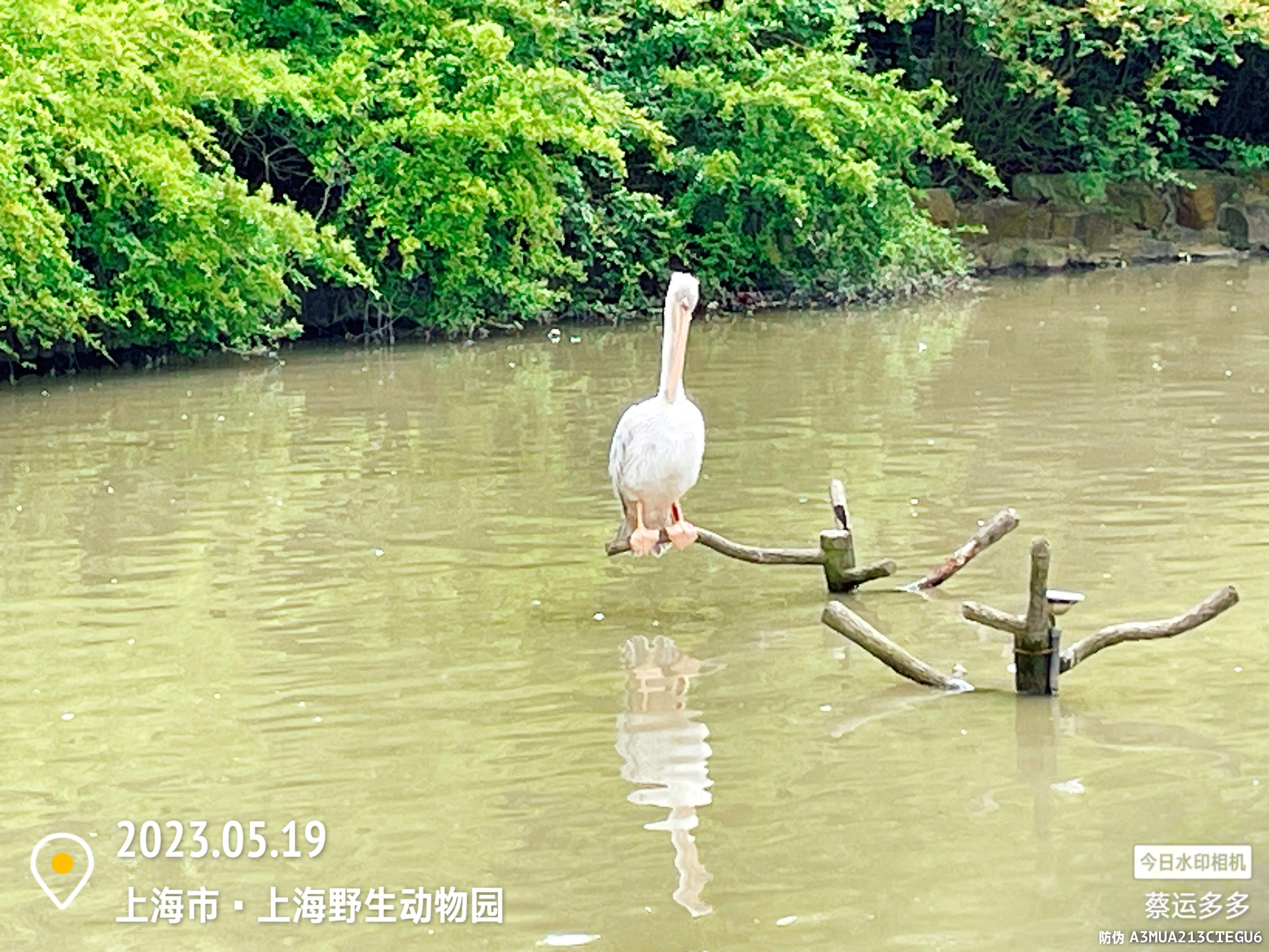 我喜爱的动物是小猫,什么动物招人喜爱