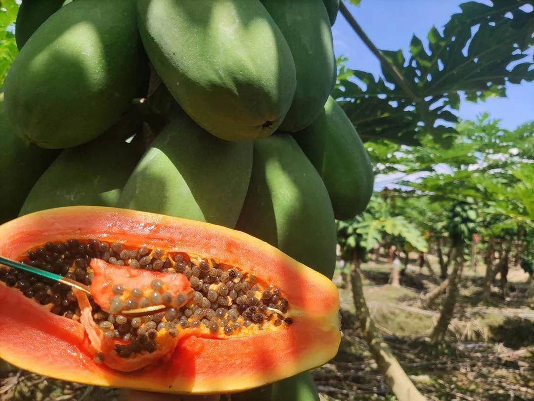 共享黄肉甜蜜——海南黄肉木瓜种植前景、技巧与收益分析