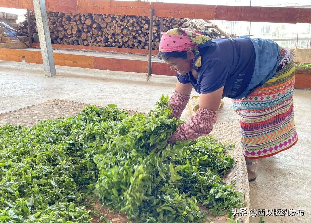 勐海贺开古茶,勐海贺开古茶资源开发有限公司
