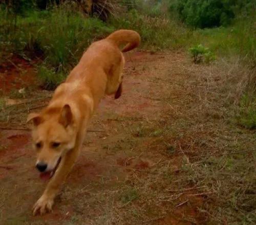 《狗王单耳立》1:大笨狗泛滥成灾，德牧野合生“祸胎”