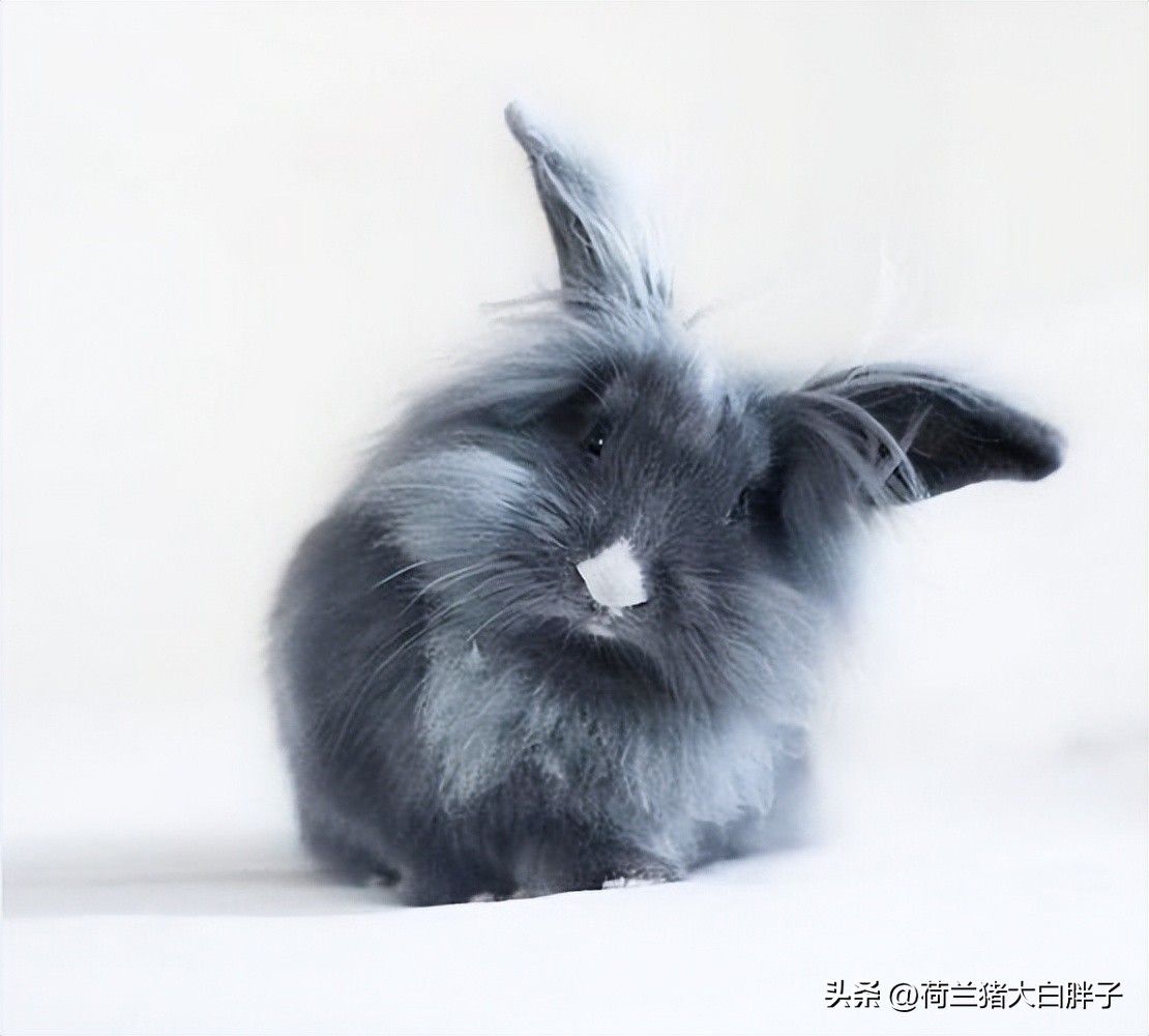 兔子不排便怎么回事,兔子总是大便在兔粮里怎么办