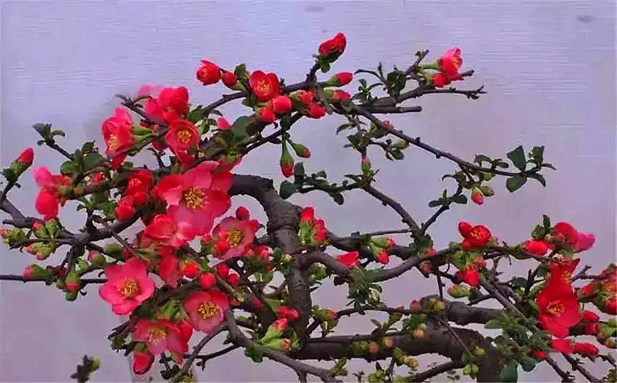 贴梗海棠海棠花品种大全,贴梗海棠的花型