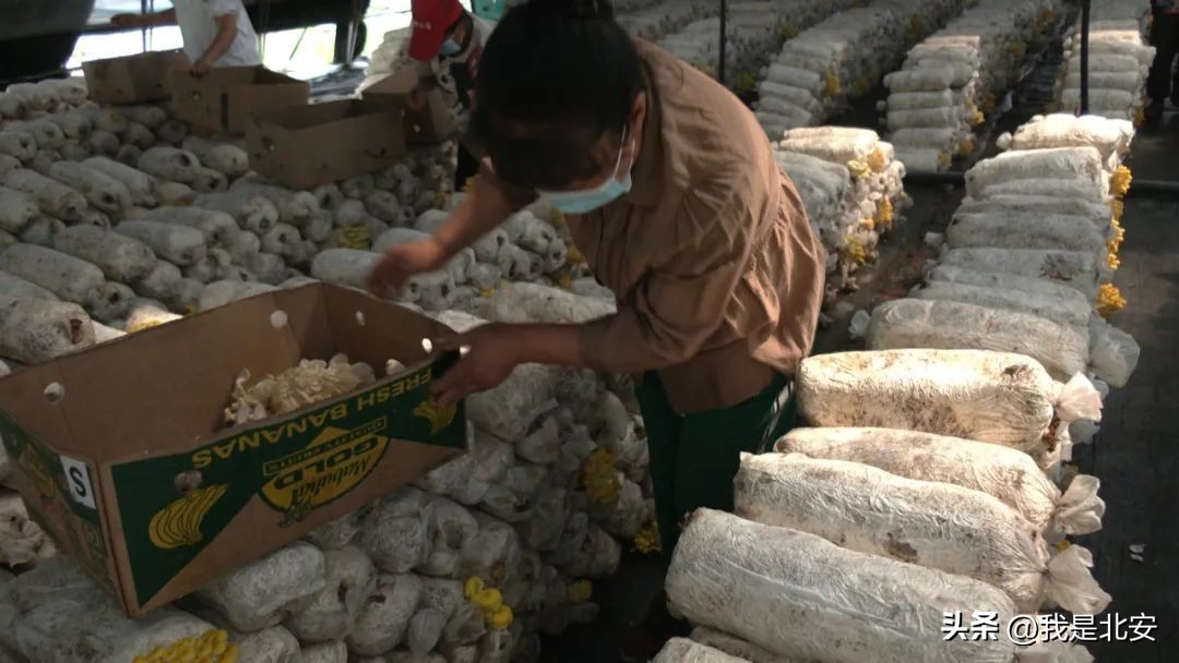 乡村振兴菌菇产业图文,扶贫菇铺就脱贫致富路