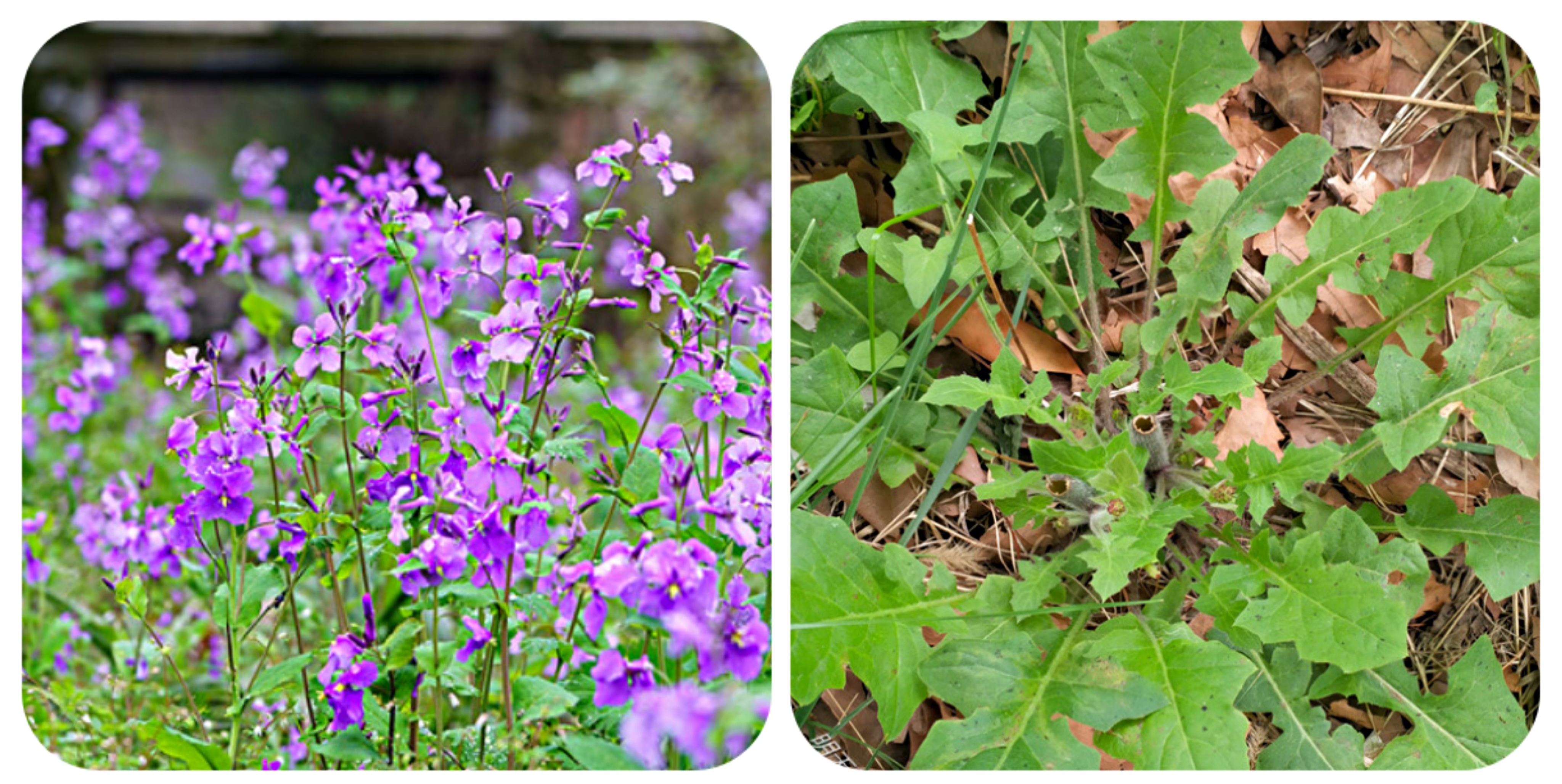 可以吃的野菜大全100种图解,教你认识100种野菜