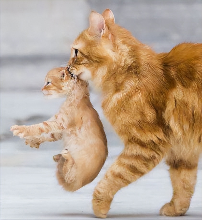 猫咪把小孩叼给主人是什么意思,猫咪把孩子叼到别处是太亮了吗