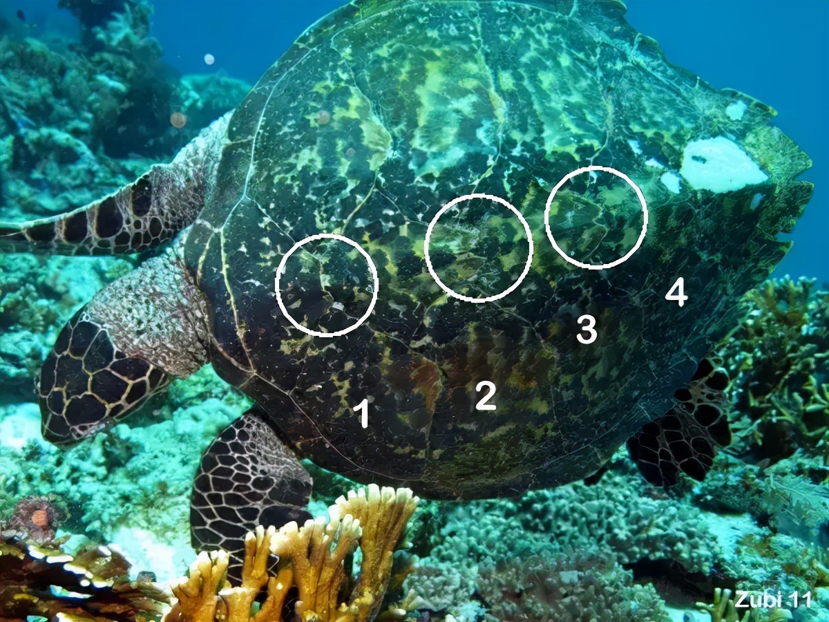 玳瑁稀有程度,玳瑁寿命真的有1500年