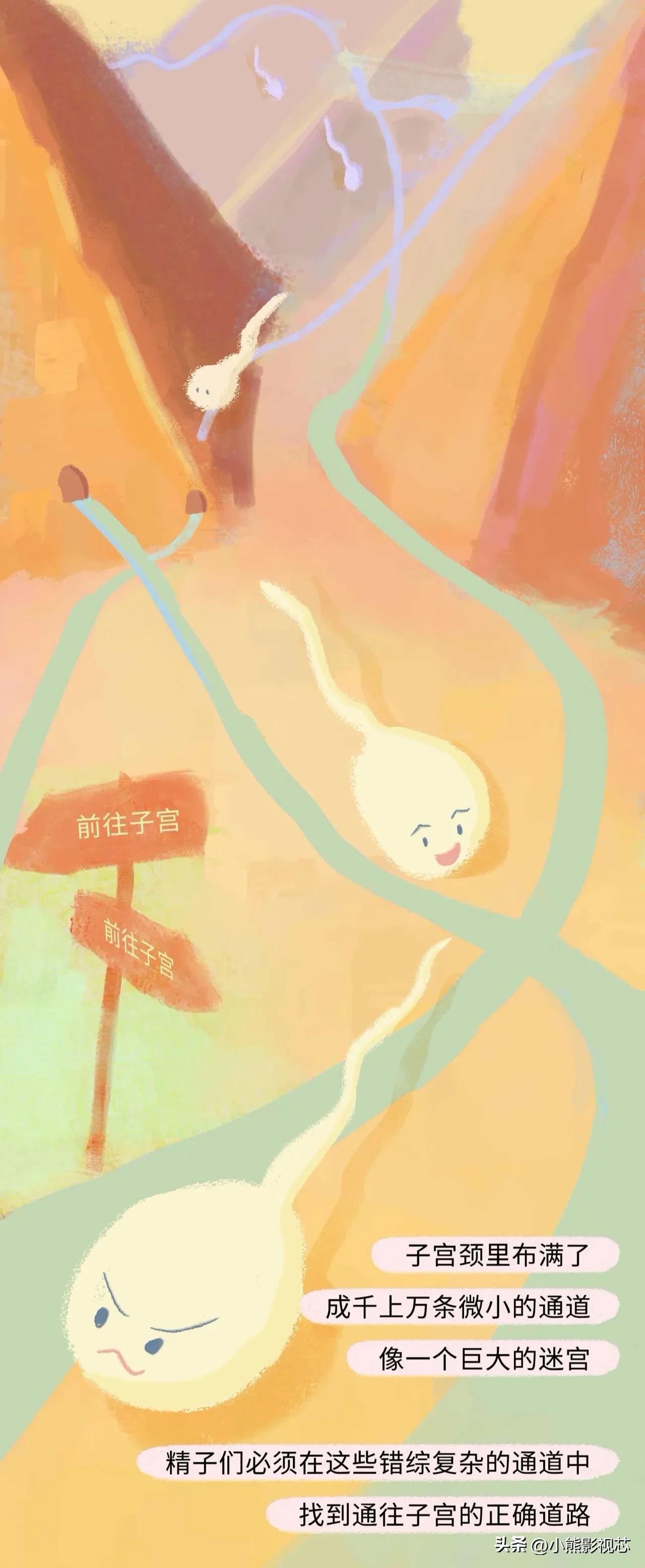 精子进入女生体内的全过程