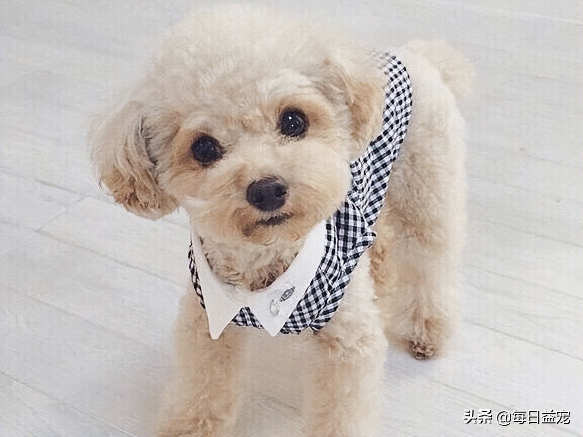 如何正确的纠正泰迪狗狗挑食,泰迪狗挑食怎么办最有效的方法