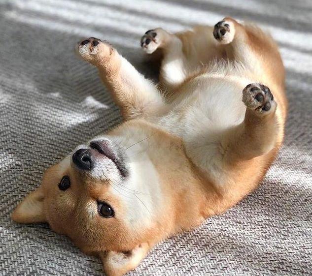 适合出门拉风的狗,几种出门最让人受欢迎的狗狗